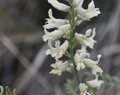 Sophora (Necklacepods) (alternate view 5)