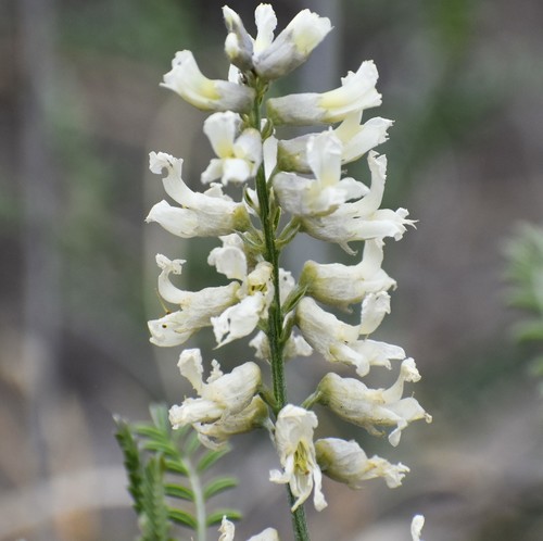 Sophora (Necklacepods) (alternate view 6)