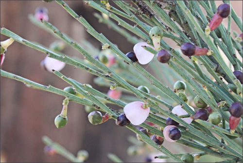 Exocarpos strictus (Pale-fruit Ballart) (alternate view 3)