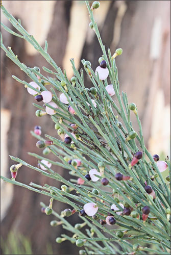 Exocarpos strictus (Pale-fruit Ballart) (alternate view 4)