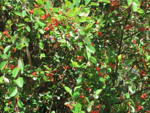 Cotoneaster glaucophyllus (Bright bead cotoneaster) (alternate view 5)