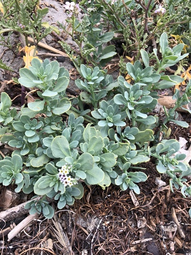 Heliotropium curassavicum (alkali heliotrope)