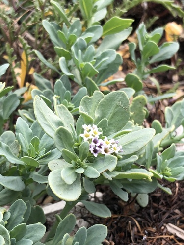 Heliotropium curassavicum (alkali heliotrope)