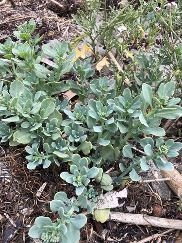 Heliotropium curassavicum (alkali heliotrope)