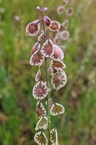 Thysanocarpus curvipes (sand fringepod) (alternate view 9)