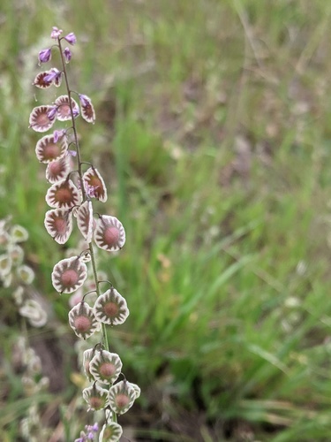 Thysanocarpus curvipes (sand fringepod) (alternate view 10)