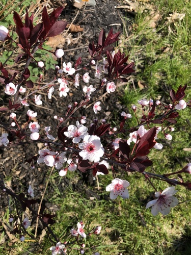 Prunus × cistena (Purple-leaved Sand Cherry)