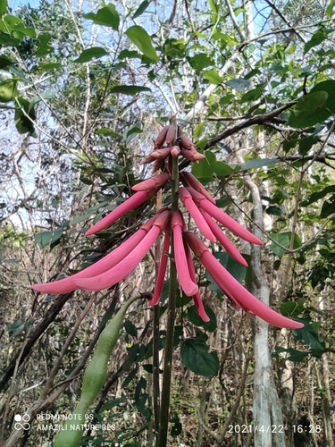 Erythrina (Coral trees)