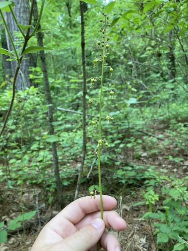 Heuchera americana (American Alumroot)