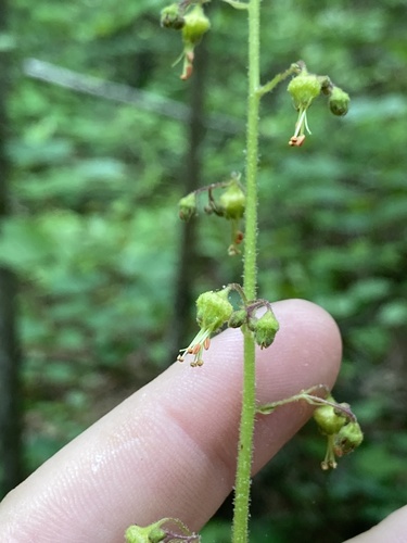Heuchera americana (American Alumroot)
