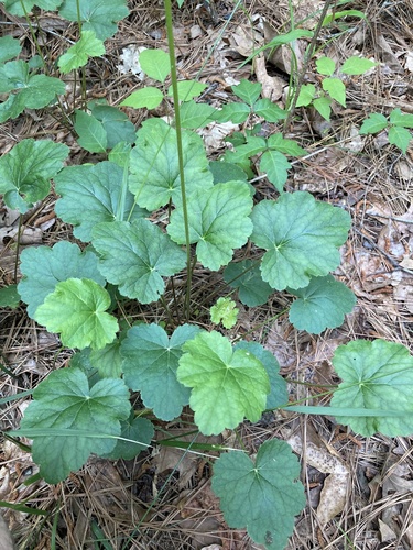 Heuchera americana (American Alumroot)