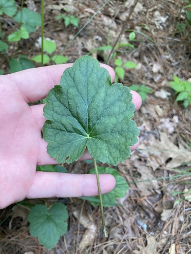 Heuchera americana (American Alumroot)