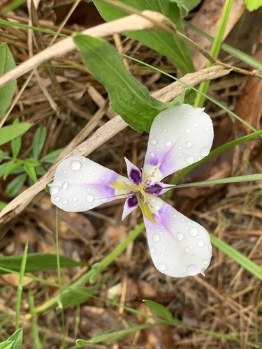 Herbertia lahue (Prairie Nymph) (alternate view 3)