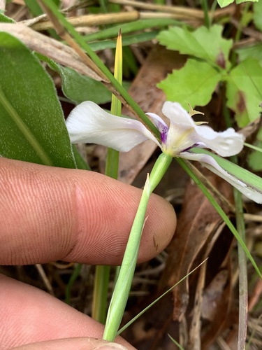 Herbertia lahue (Prairie Nymph) (alternate view 4)