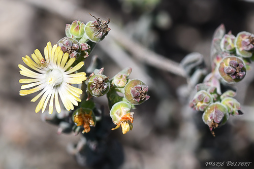 Delosperma (Sheepfigs) (alternate view 8)