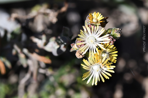 Delosperma (Sheepfigs) (alternate view 9)