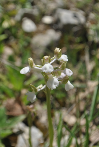 Anacamptis morio (green-winged orchid)