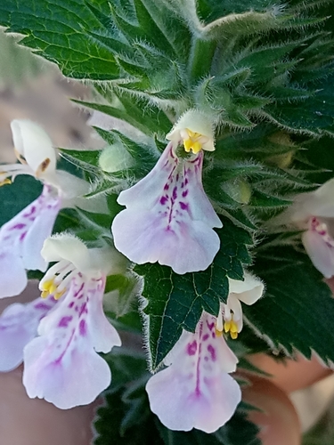 Stachys (Hedgenettles) (alternate view 7)