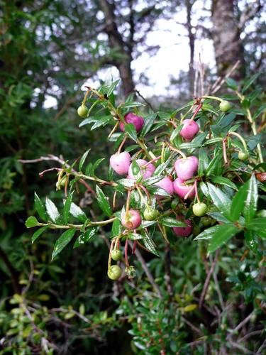 Gaultheria mucronata (Chilean pernettya) (alternate view 8)