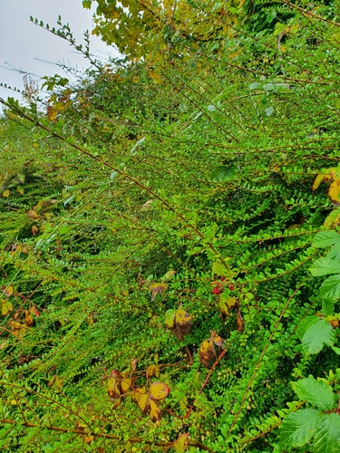 Lonicera ligustrina var. yunnanensis (box honeysuckle) (alternate view 3)