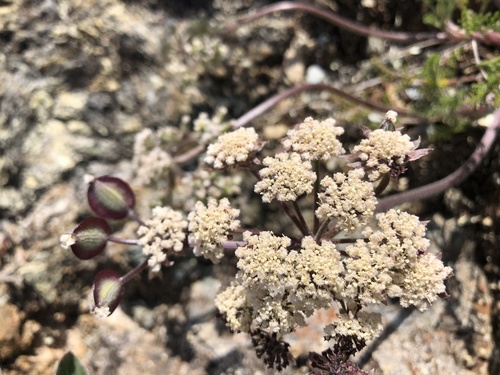 Lomatium dasycarpum (woollyfruit desertparsley) (alternate view 4)