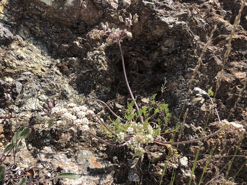Lomatium dasycarpum (woollyfruit desertparsley) (alternate view 5)