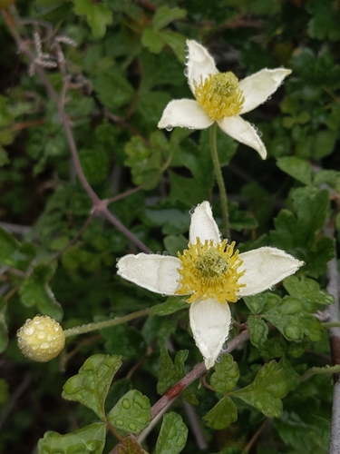 Clematis lasiantha (Pipestem Clematis) (alternate view 3)