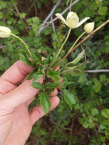 Clematis lasiantha (Pipestem Clematis) (alternate view 4)