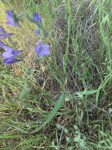 Triteleia laxa (Ithuriel's Spear) (alternate view 8)
