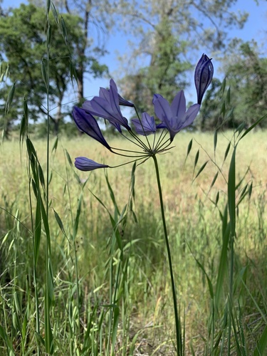 Triteleia laxa (Ithuriel's Spear) (alternate view 9)