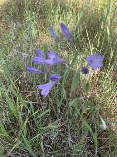 Triteleia laxa (Ithuriel's Spear) (alternate view 10)