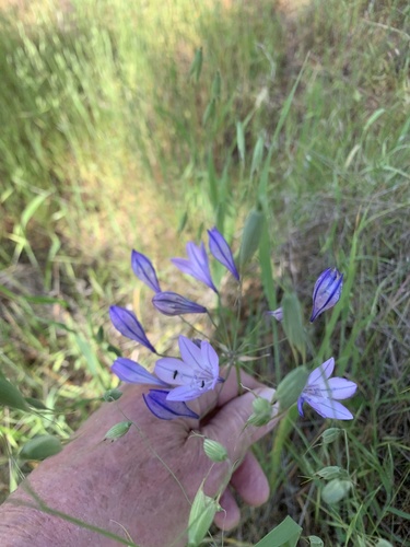 Triteleia laxa (Ithuriel's Spear) (alternate view 7)