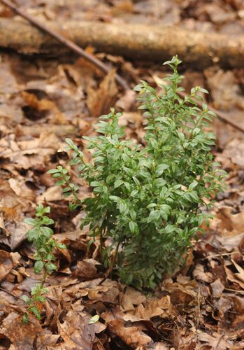 Buxus sempervirens (English Boxwood)