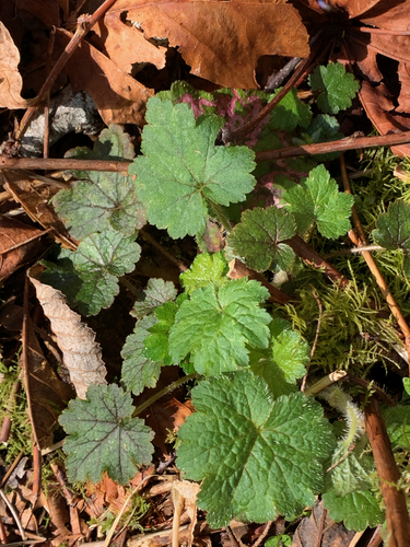 Tellima grandiflora (Fringecup) (alternate view 5)