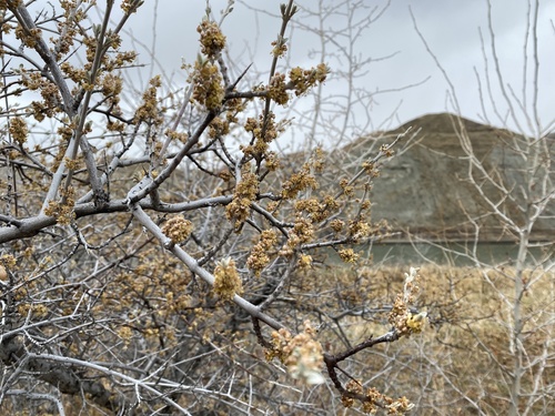 Shepherdia argentea (Silver Buffaloberry) (alternate view 4)