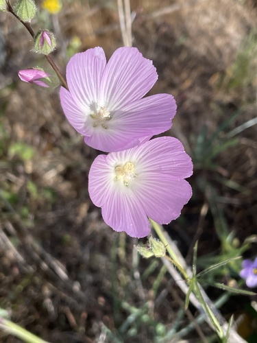 Sidalcea sparsifolia (Southern Checkerbloom) (alternate view 4)