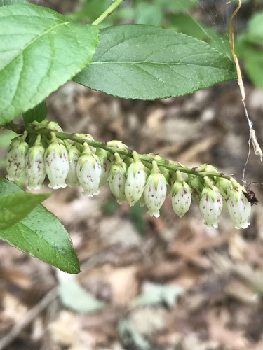 Eubotrys racemosus (fetterbush)