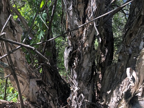 Melaleuca styphelioides (Prickly-leaved Paperbark) (alternate view 6)