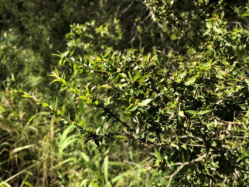 Melaleuca styphelioides (Prickly-leaved Paperbark) (alternate view 9)