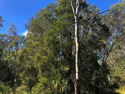 Melaleuca styphelioides (Prickly-leaved Paperbark) (alternate view 10)