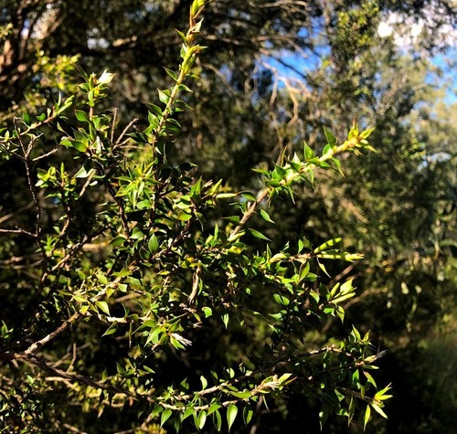 Melaleuca styphelioides (Prickly-leaved Paperbark) (alternate view 7)