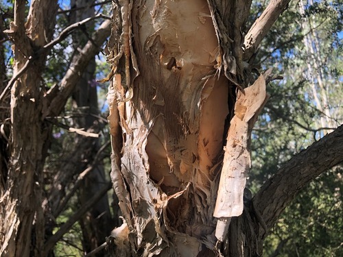 Melaleuca styphelioides (Prickly-leaved Paperbark) (alternate view 8)