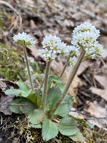 Micranthes virginiensis (Virginia saxifrage) (alternate view 5)