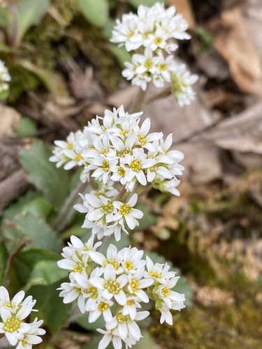 Micranthes virginiensis (Virginia saxifrage) (alternate view 6)