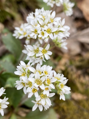 Micranthes virginiensis (Virginia saxifrage) (alternate view 7)