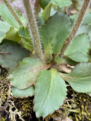 Micranthes virginiensis (Virginia saxifrage) (alternate view 8)