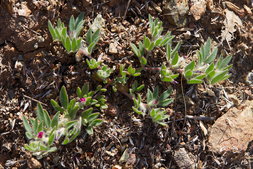 Acmispon (deervetch) (alternate view 7)