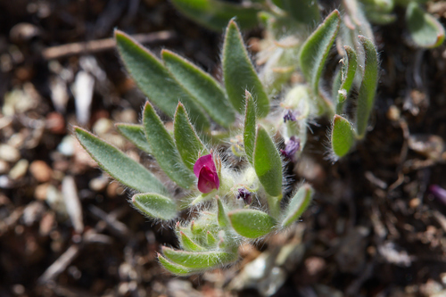 Acmispon (deervetch) (alternate view 5)