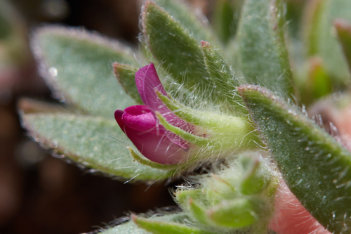 Acmispon (deervetch) (alternate view 6)