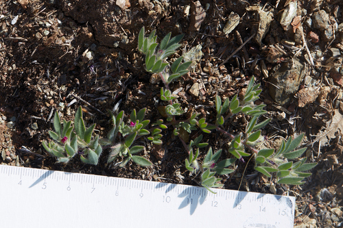 Acmispon (deervetch) (alternate view 8)